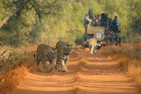 Tiger Safari and Heritage